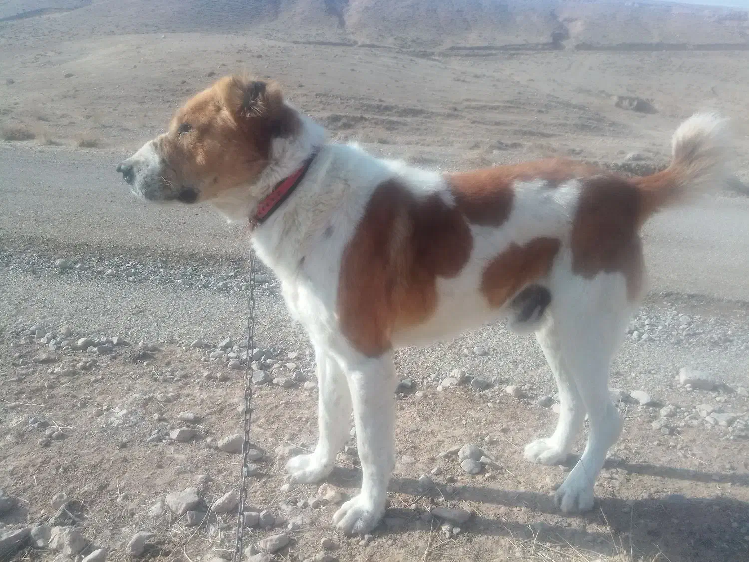 واگذاریسگ|سگ|قوچان, |دیوار