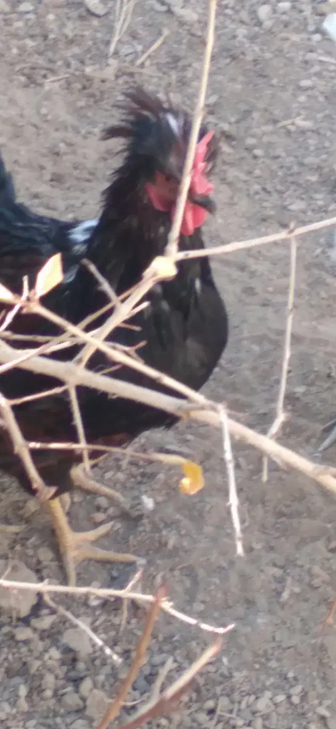 فروش خروس زیبا و جوان|حیوانات مزرعه|فرخ‌شهر, |دیوار