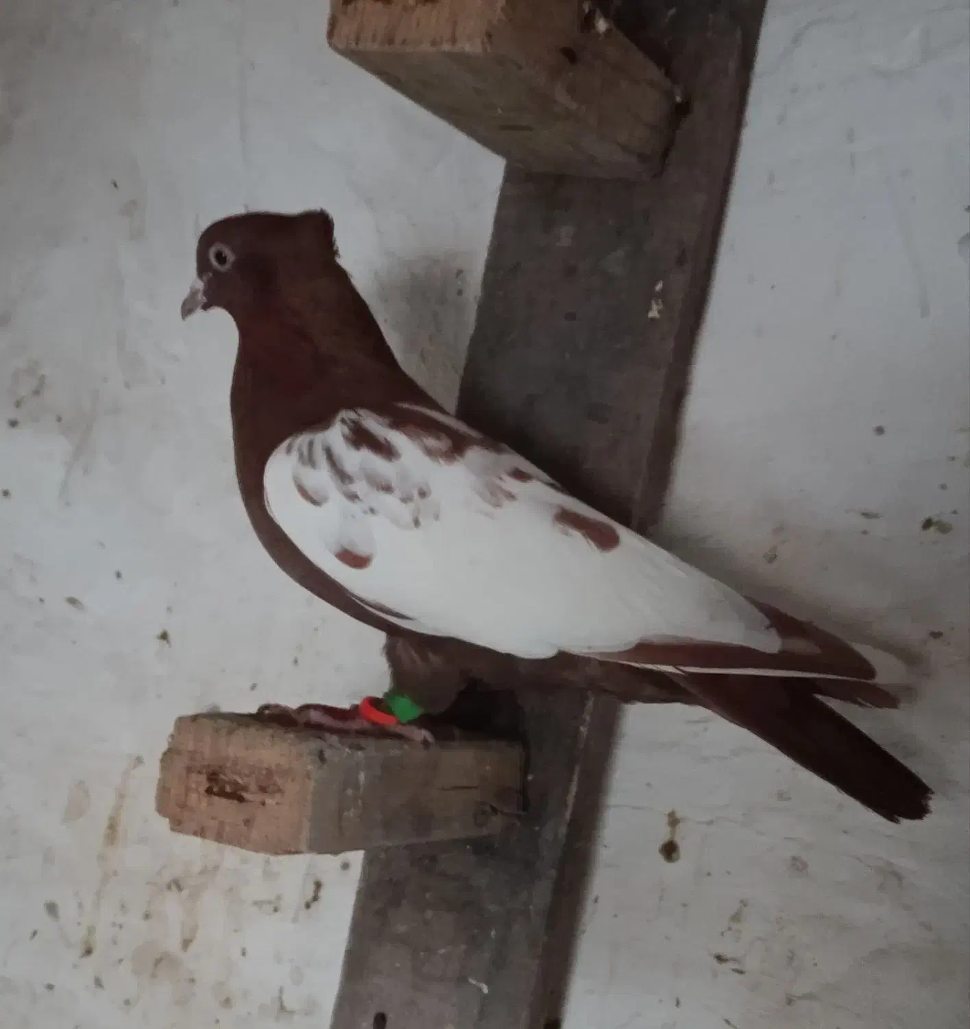 سینه سرخ|پرنده|خرمشهر, |دیوار