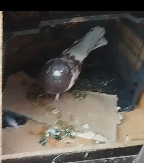 کفتر|پرنده|بناب, |دیوار