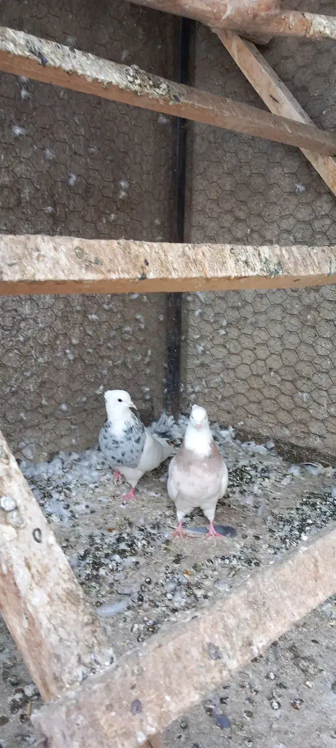 کبوتر طوقی کاکلی|پرنده|همدان, |دیوار