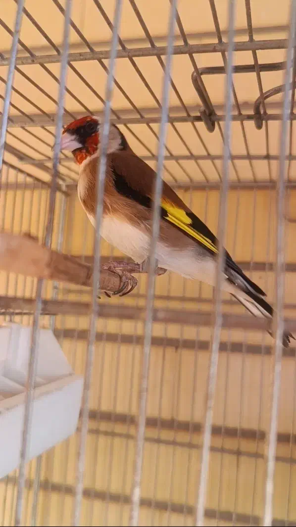 سهره نر آوازخوان، سالم و تازه طلایی|پرنده|تبریز, |دیوار