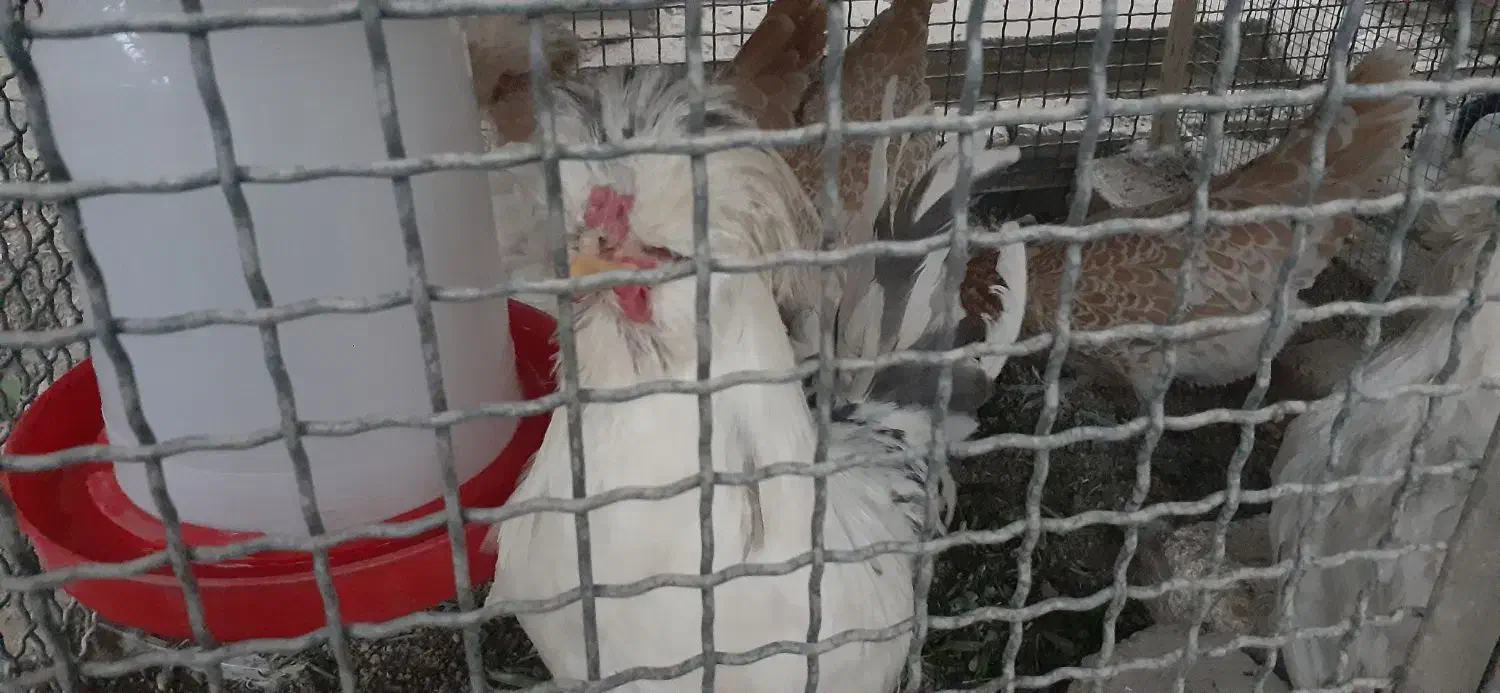 مرغ وخروس سلطان ونیمچه سلطان|حیوانات مزرعه|تویسرکان, |دیوار