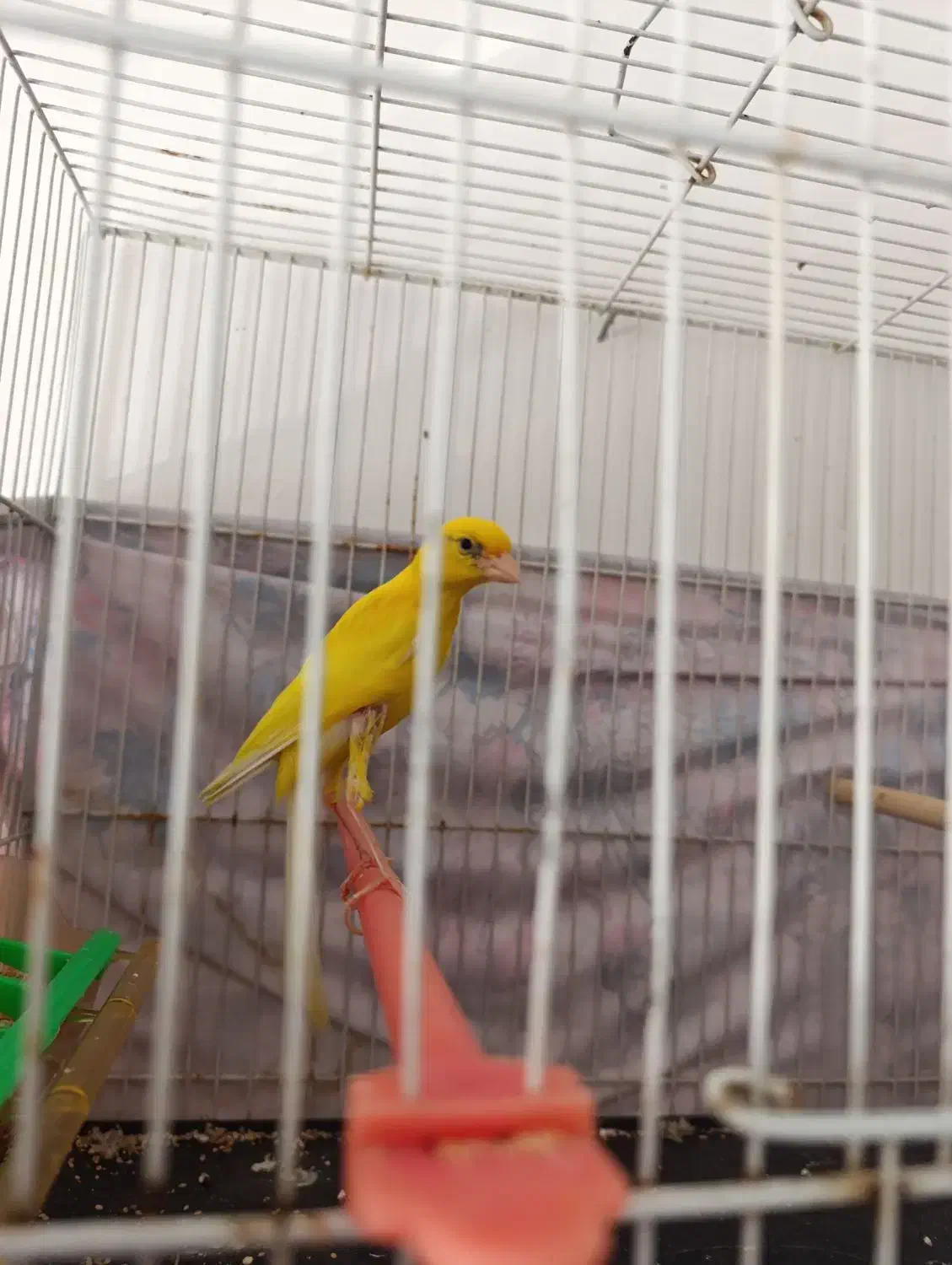 قناری|پرنده|مشهد, کشف|دیوار