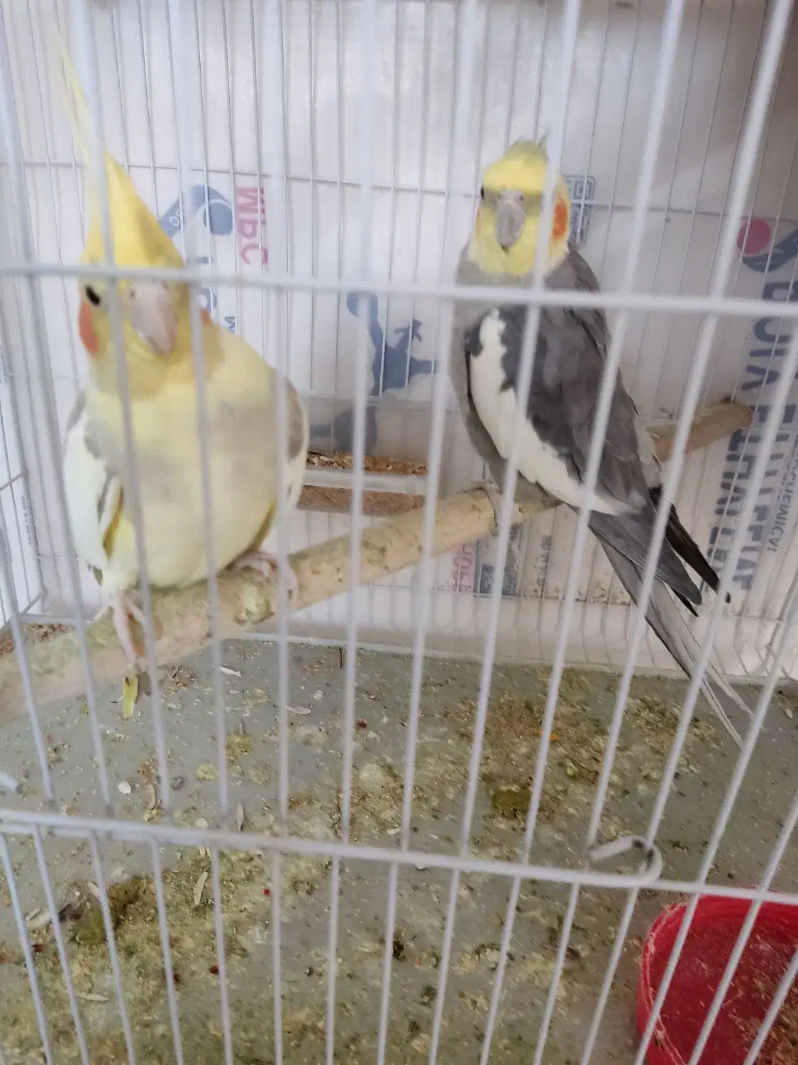 سلام یک دوچرخه سوار|پرنده|قائن, |دیوار