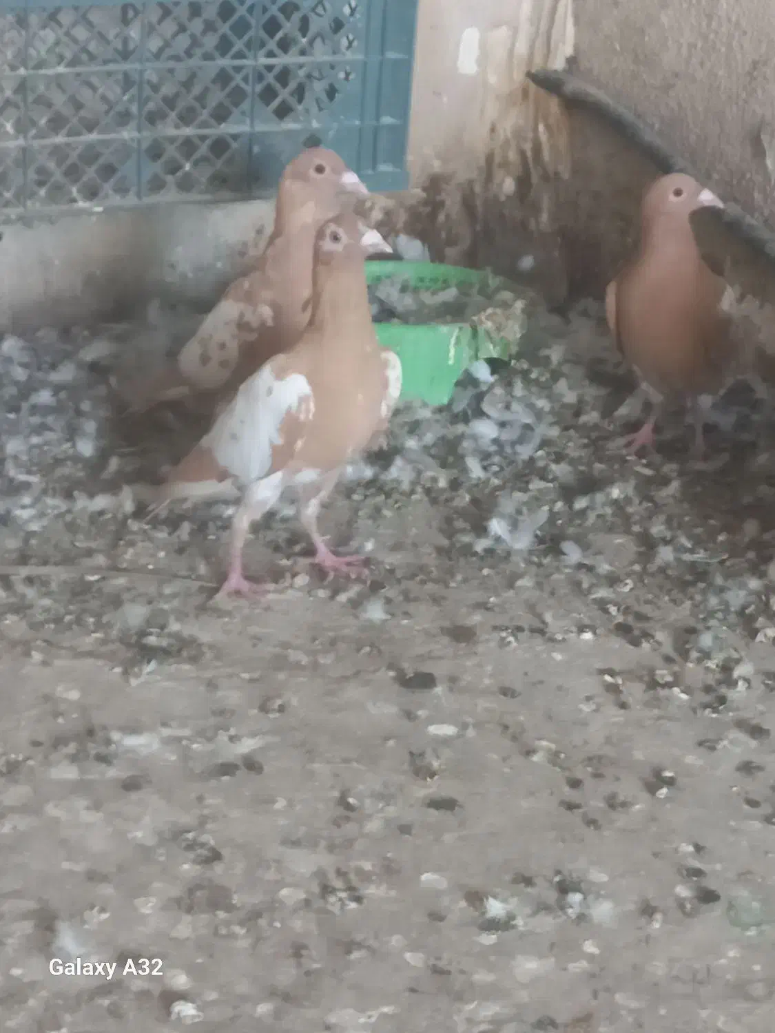 میولمنز درجه یک|پرنده|برازجان, |دیوار