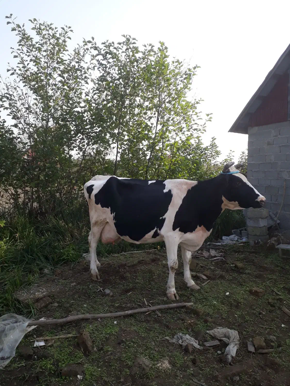 گاو دورگ هولیشتان آماده زایمان       لیشه ورزا|حیوانات مزرعه|رشت, حومه رشت|دیوار