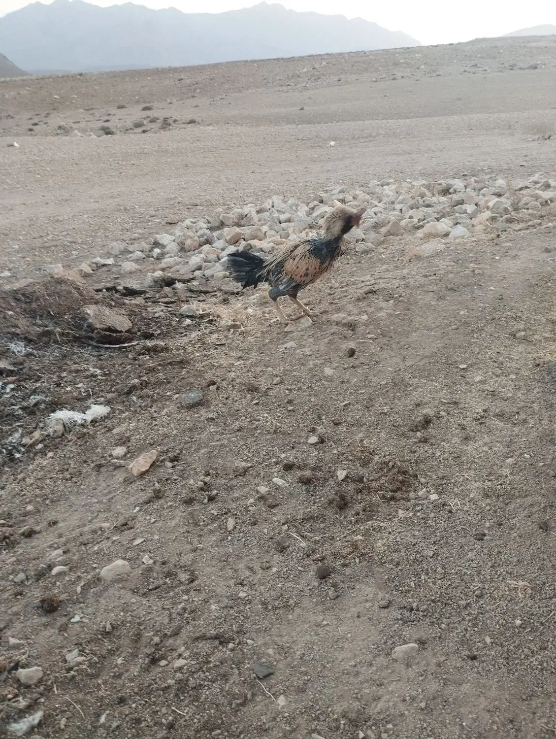 لاری ریشی جوان|حیوانات مزرعه|شهمیرزاد, |دیوار