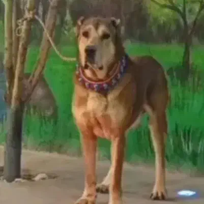 گمشده|حیوانات|نیشابور, مازول|دیوار