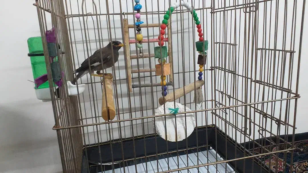 مرغ مینا|پرنده|فردیس, سرحد آباد|دیوار