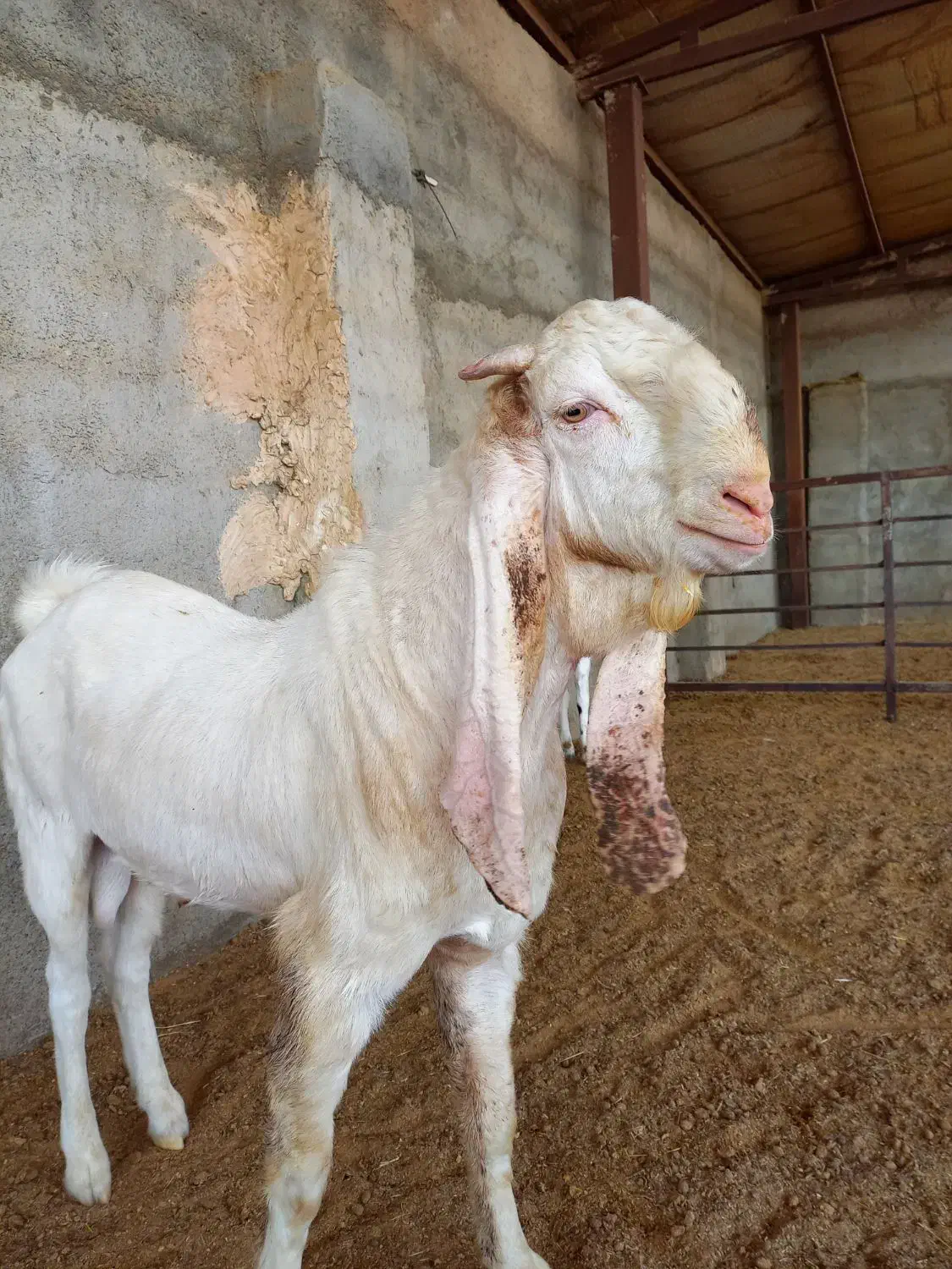 بز نر بز پاکستانی گلابی و بزغاله نر گلابی اصل|حیوانات مزرعه|جوادآباد, |دیوار