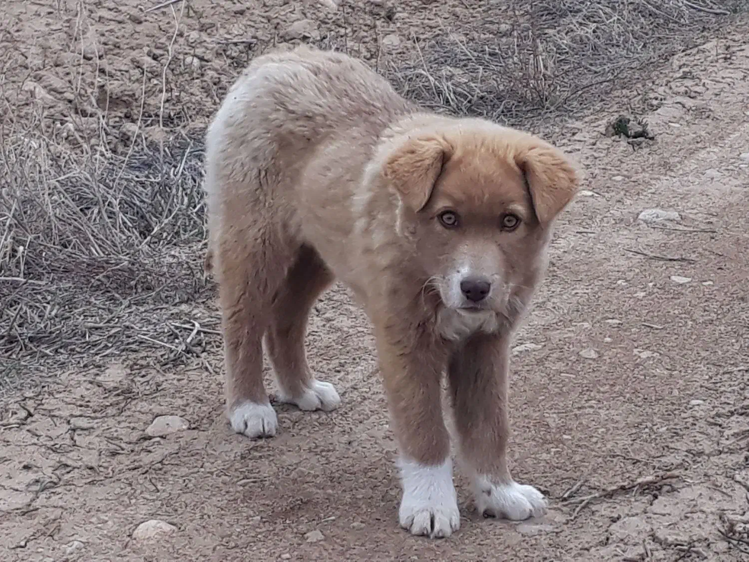 توله سگ|سگ|شیروان (خراسان), |دیوار