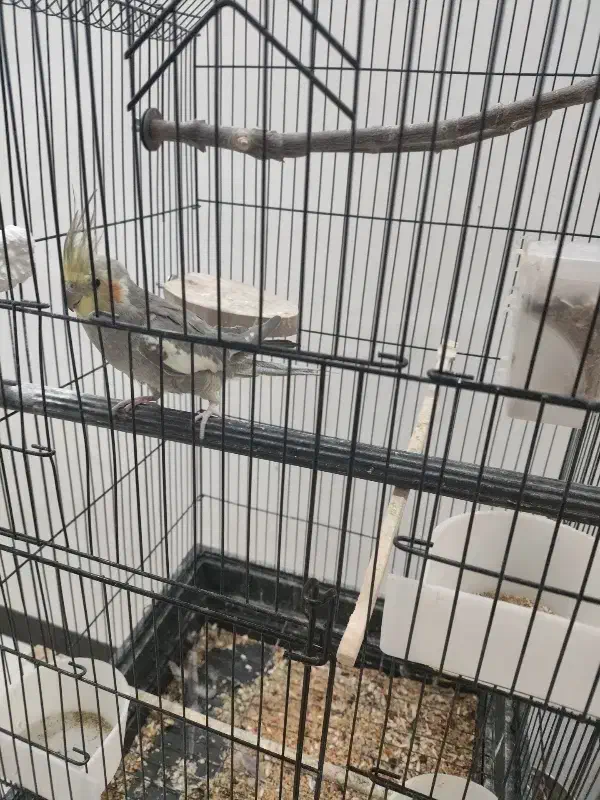 عروس هلندی سینامون نر شاه تخم اهلی|پرنده|آبادان, |دیوار