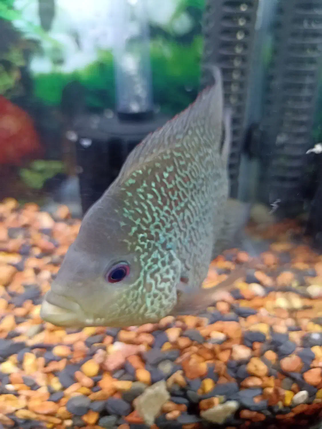 ماهی فلاور معاوضه پنکوسی یا رد تیل.اسکار|ماهی|تهران, باغ خزانه|دیوار