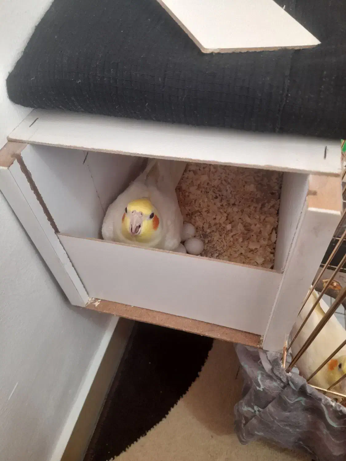 عروس هلندی|پرنده|دلیجان, |دیوار