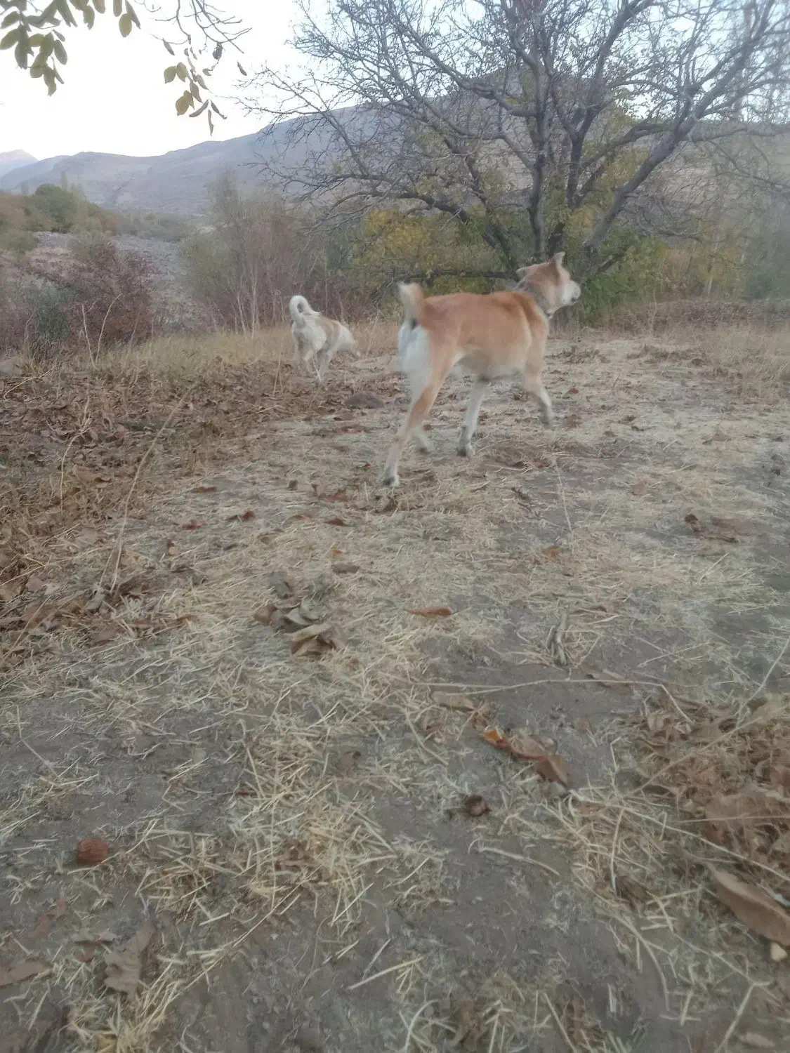 سگگله|سگ|آذرشهر, |دیوار