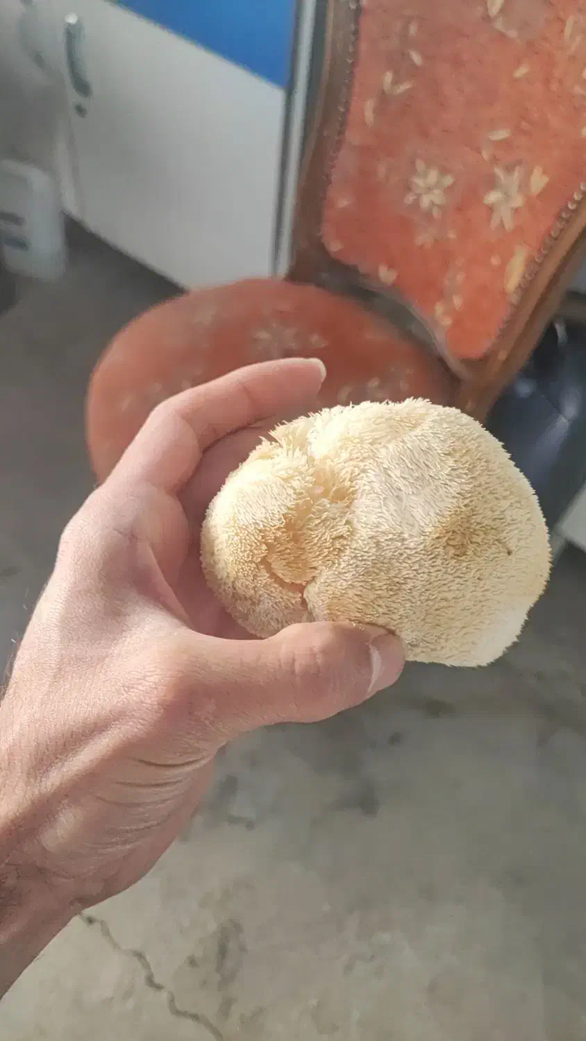 قارچ یال شیر خشک|خوردنی و آشامیدنی|مشهد, جنت|دیوار