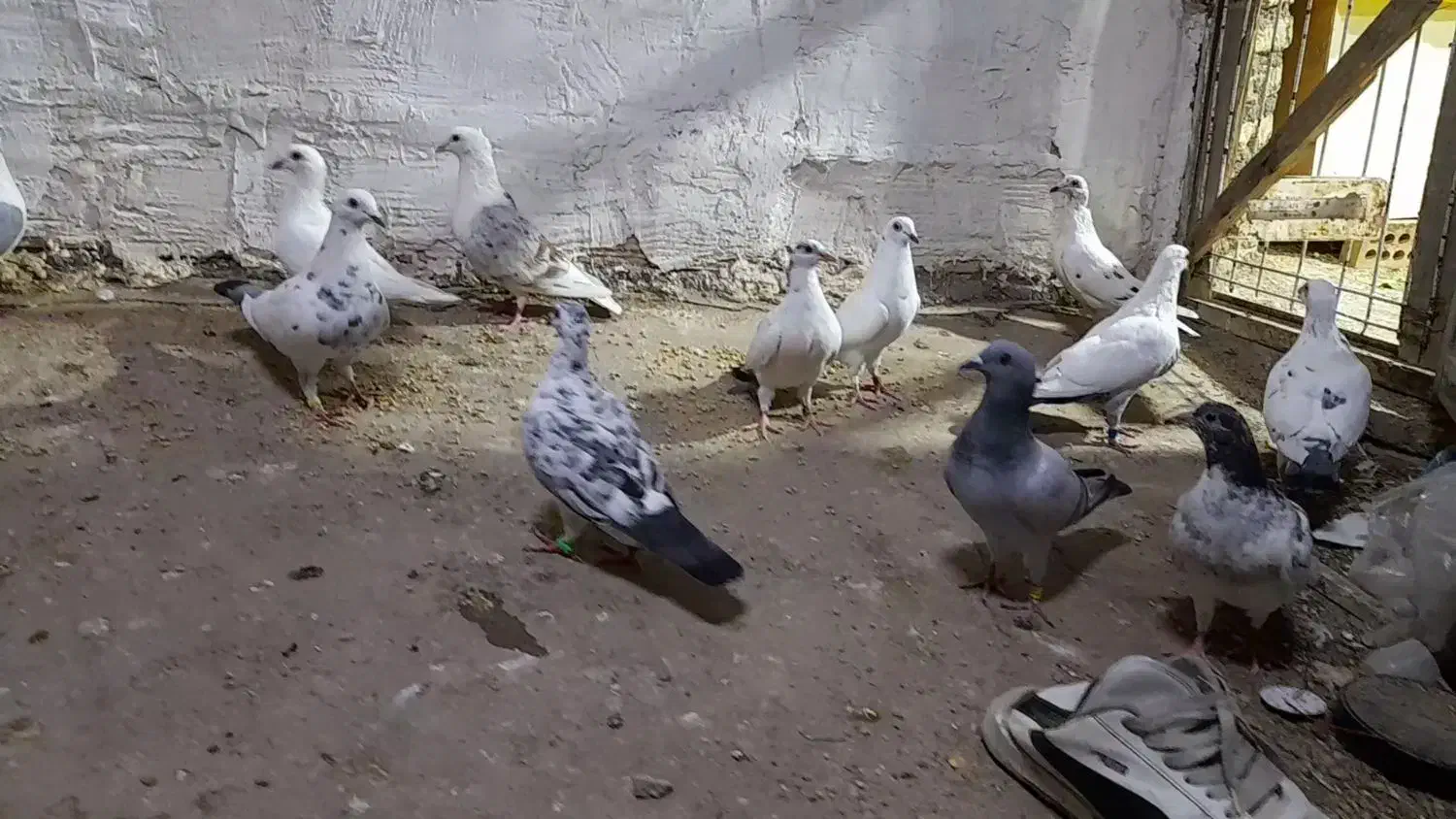 گوره پلاکی نرماده|پرنده|دزفول, |دیوار