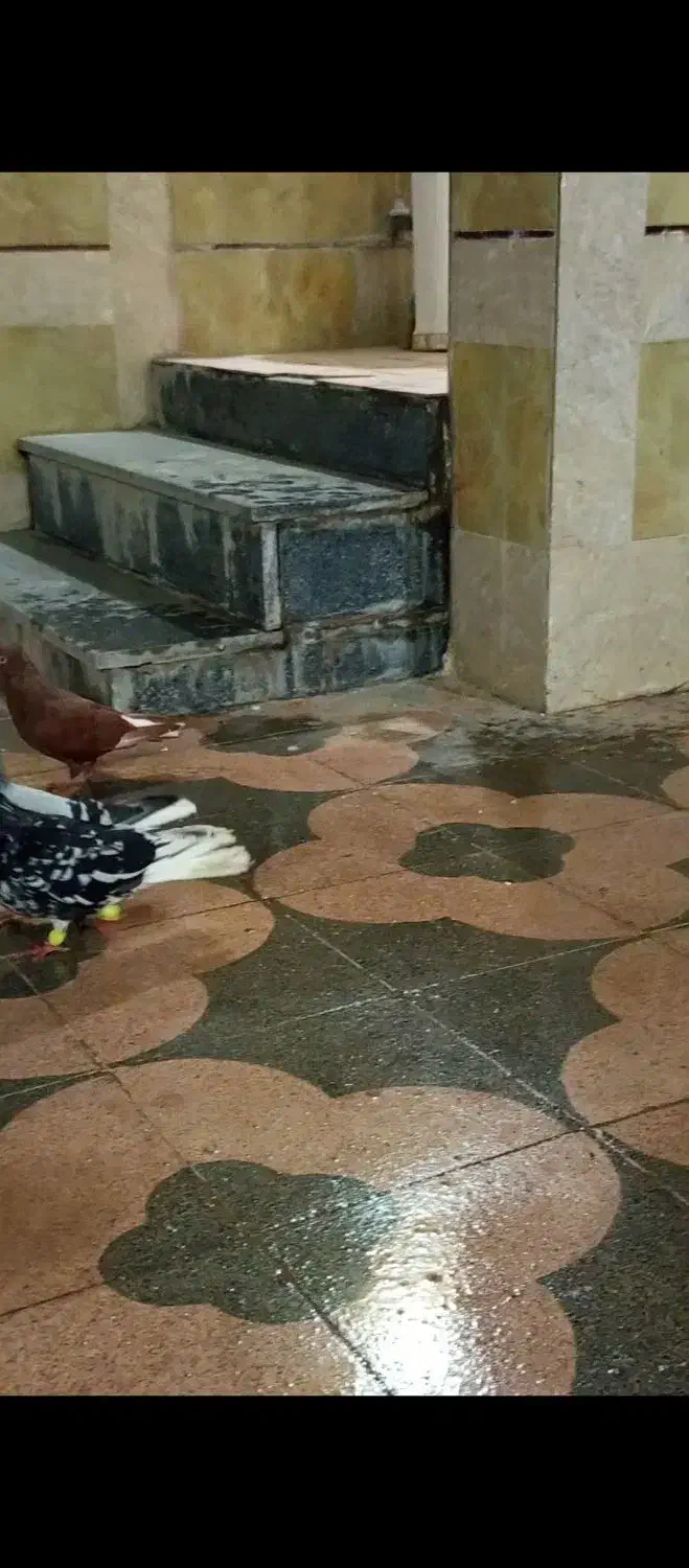 کبوتر|پرنده|برازجان, |دیوار