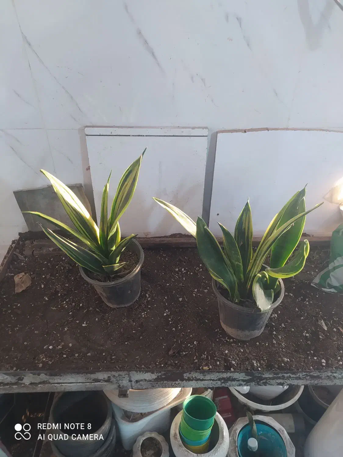 گل و گیاه سانسوریا ابلق|گل و گیاه طبیعی|اهواز, سیصد دستگاه|دیوار