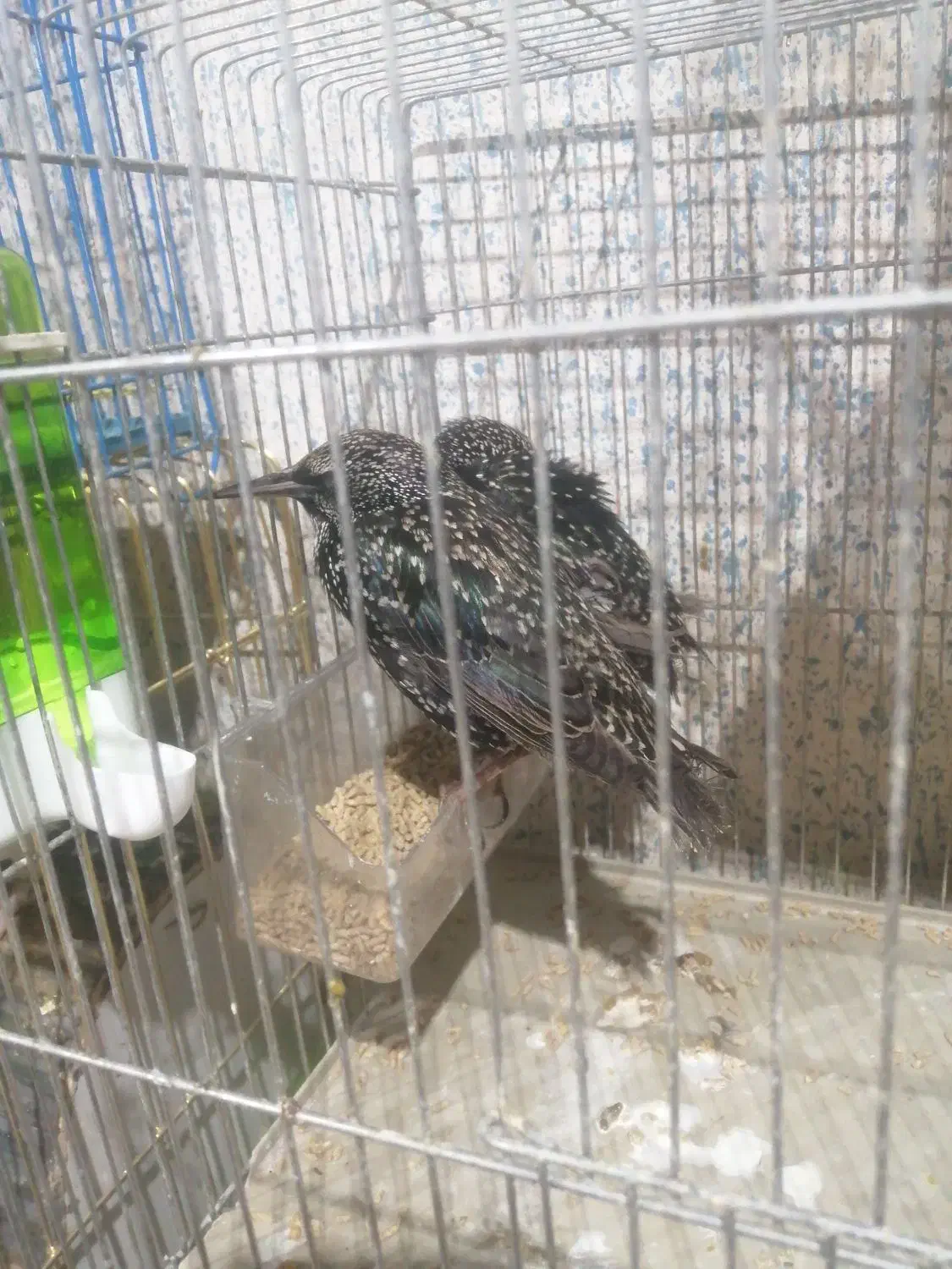 مرغ مینا|پرنده|شیراز, کرونی(خاتونک)|دیوار