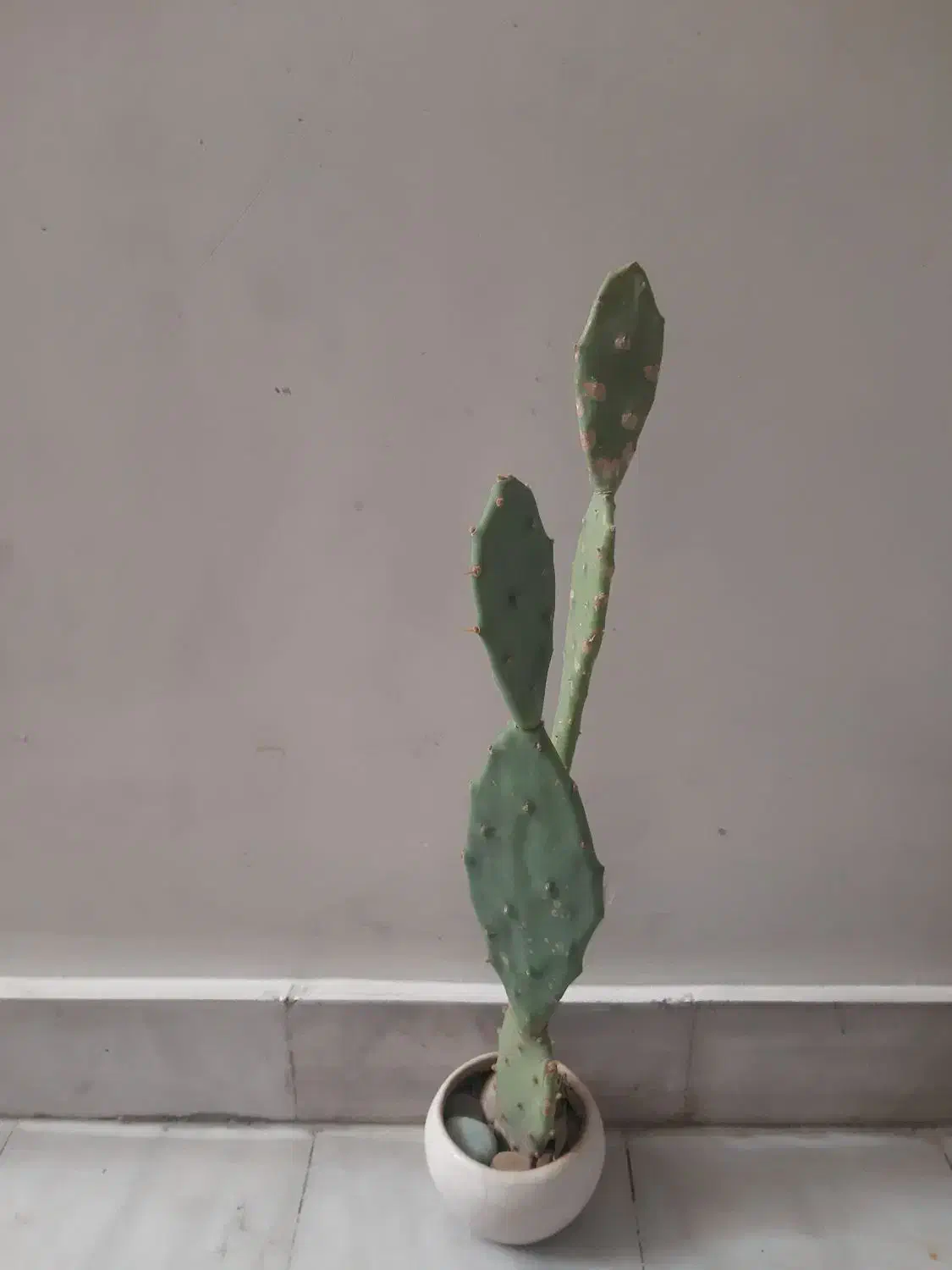 گیاه طبیعی|گل و گیاه طبیعی|تهران, تهرانپارس شرقی|دیوار