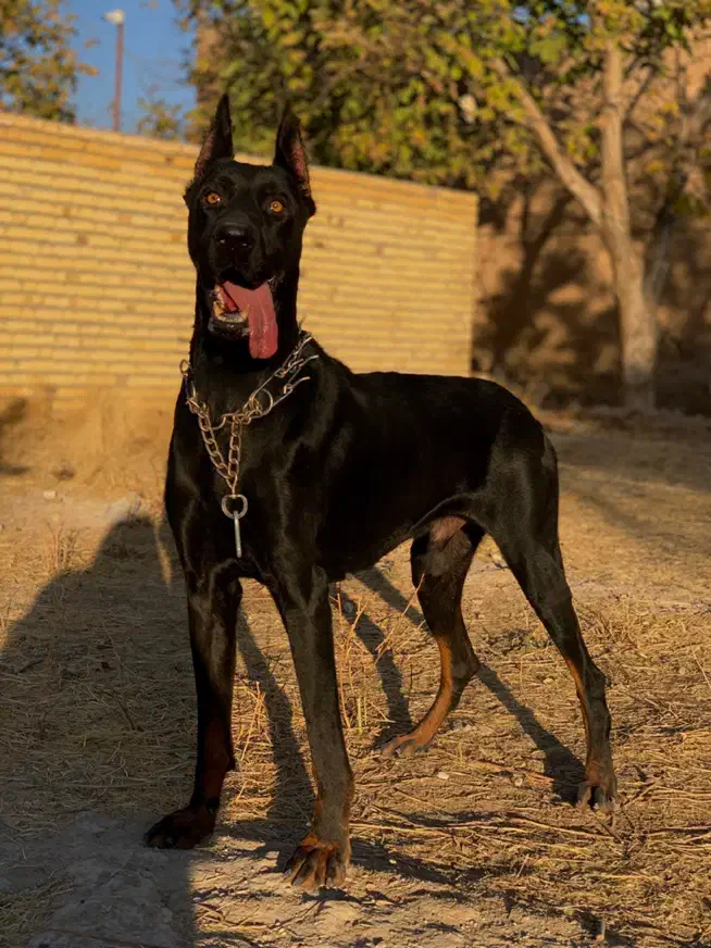 دوبرمن|سگ|تهران, آبشار|دیوار