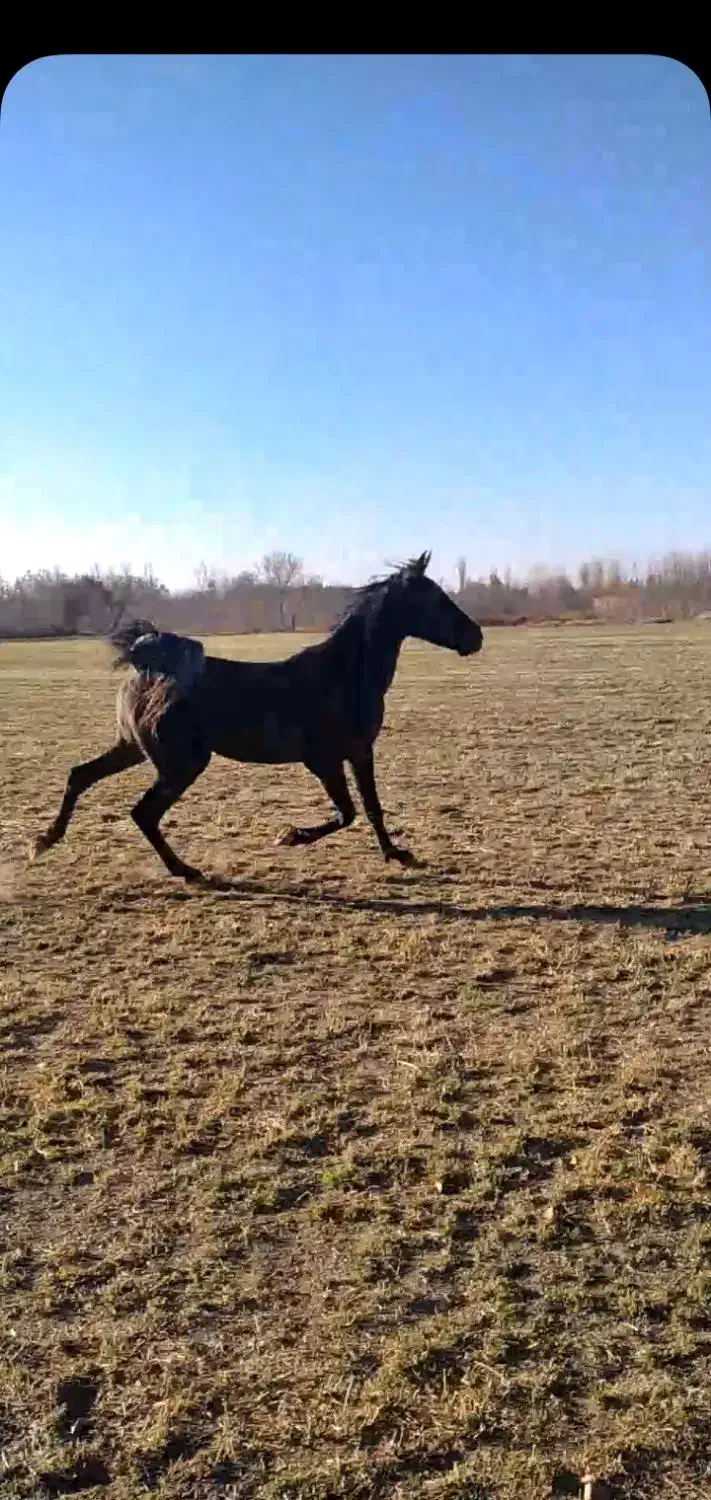 اسب|اسب و تجهیزات اسب‌سواری|همدان, |دیوار