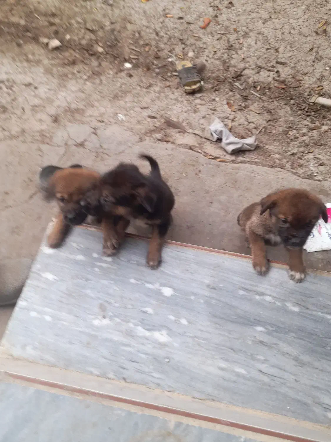 واگذاری توله ژرمن|سگ|ساری, |دیوار