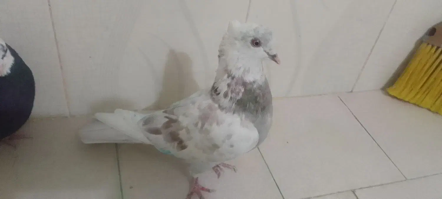 دوتاکبوترنرگرفتنی حریف هردوتاش نربغورمست|پرنده|جغتای, |دیوار