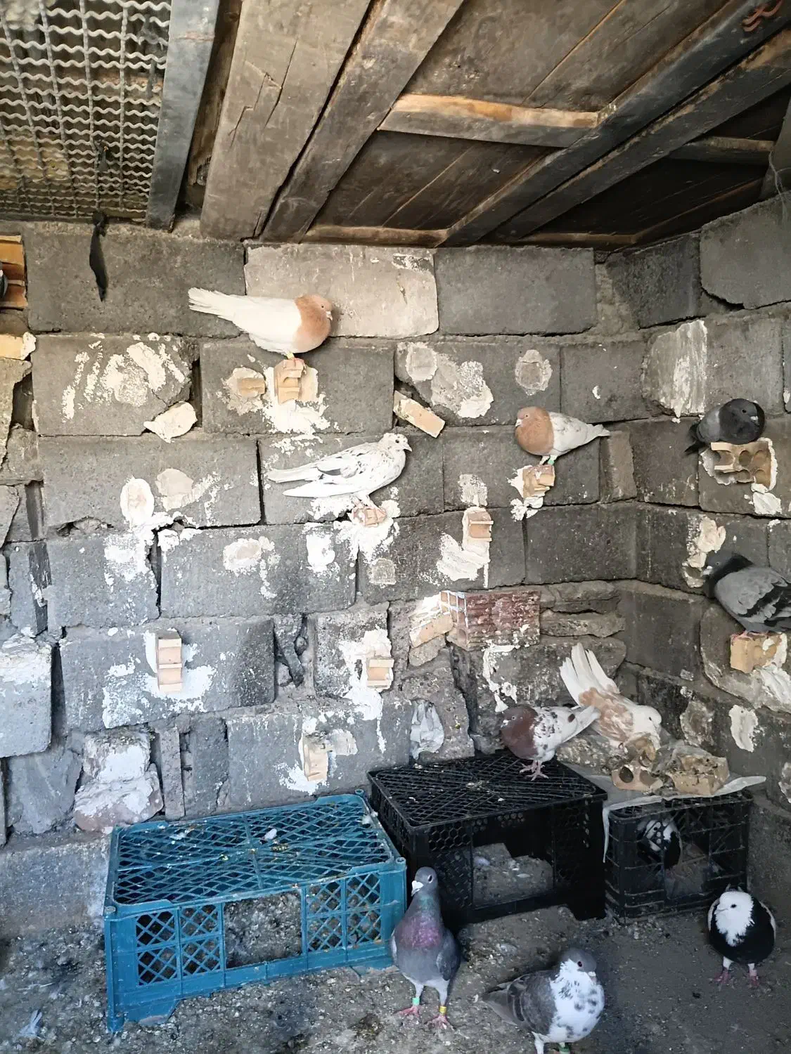 کفتر|پرنده|بم, |دیوار