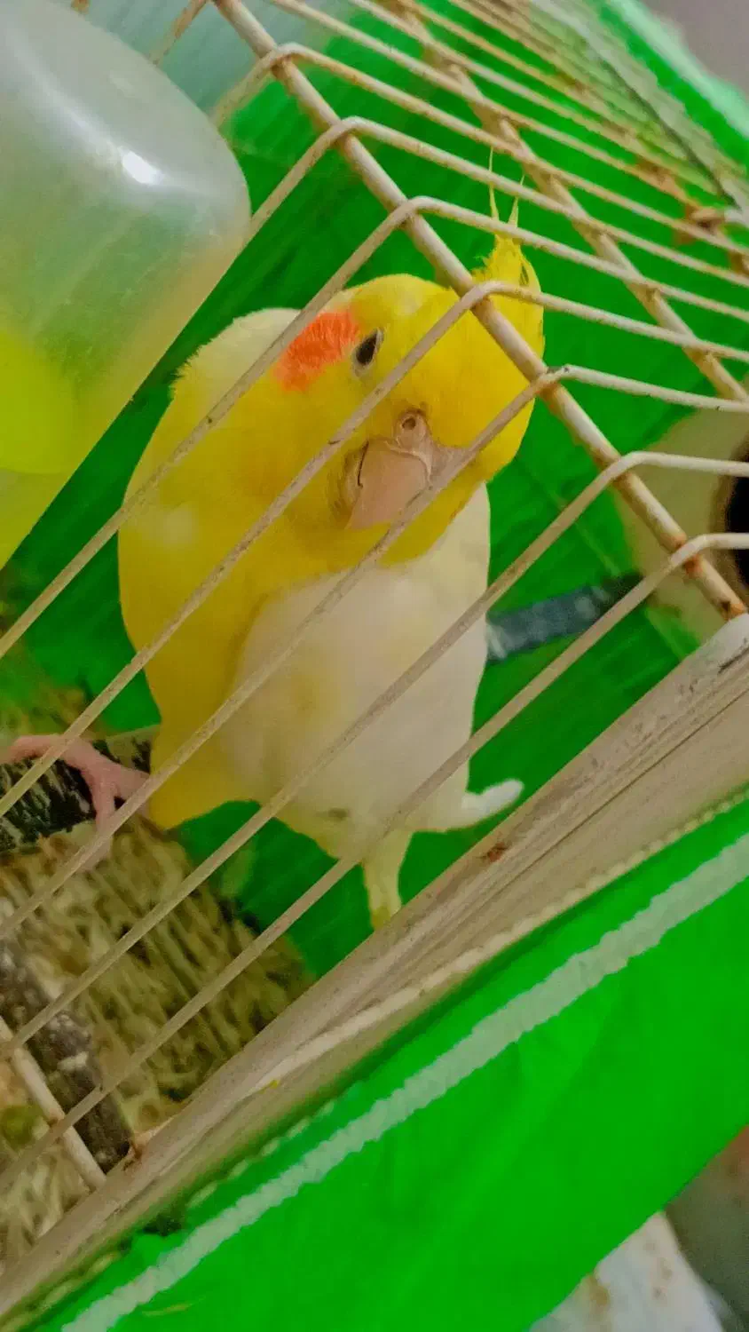 عروس هلندی|پرنده|مشهد, امیرآباد|دیوار