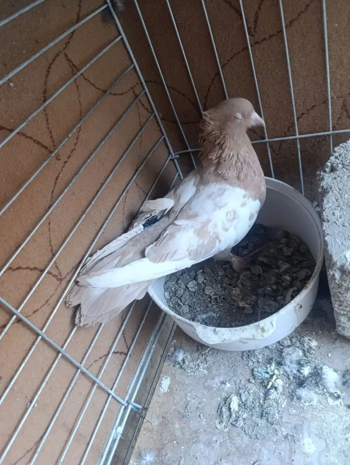 نر سینه زرد|پرنده|مبارکه, |دیوار