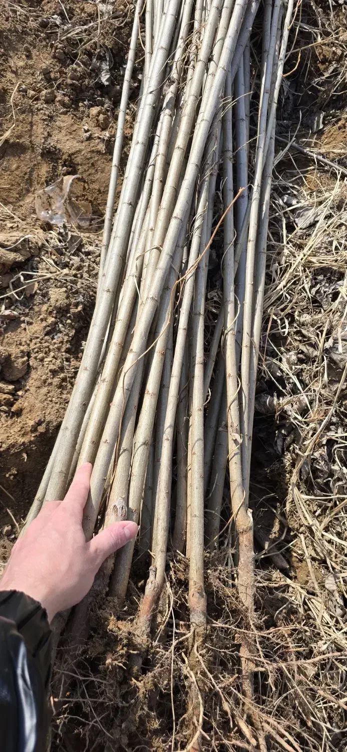 فروش صنوبر مرغوب و تازه با قیمت بسیار مناسب|خدمات باغبانی و درختکاری|نورآباد ممسنی, |دیوار