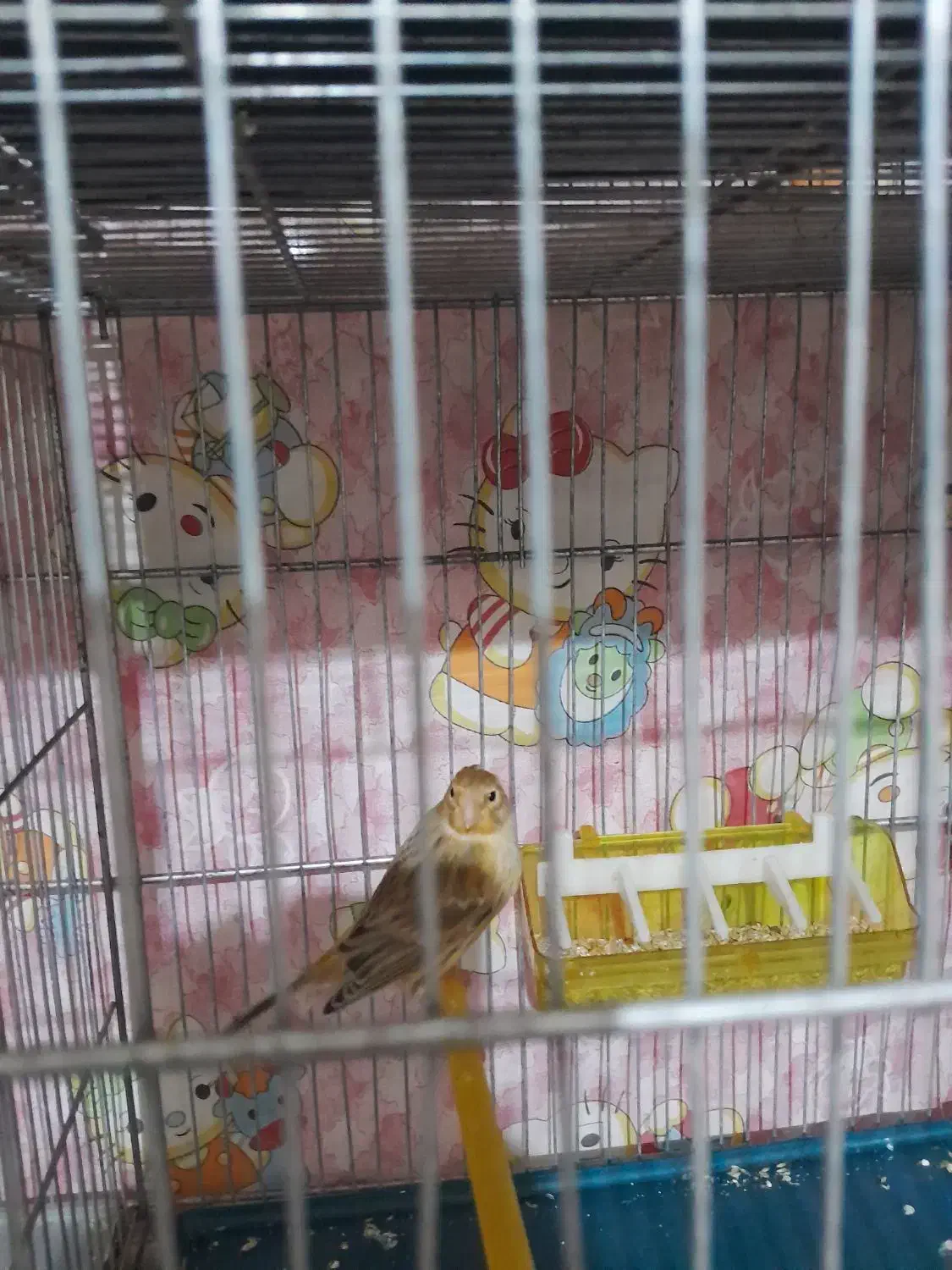 قنادی ماده یکساله با قفس وسایل کله سهره  ای|پرنده|تاکستان, |دیوار