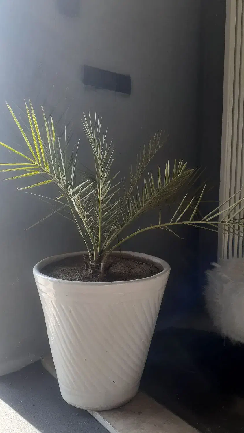 نخل زینتی|گل و گیاه طبیعی|میاندوآب, |دیوار