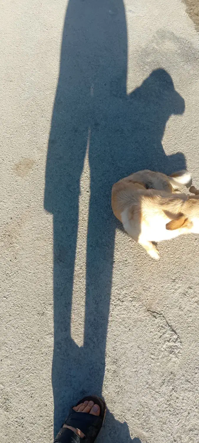 سگ پاکوتاه|سگ|شیروان (خراسان), |دیوار