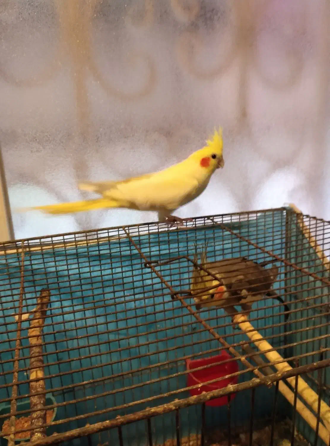 عروس هلندی کار داده|پرنده|آمل, |دیوار