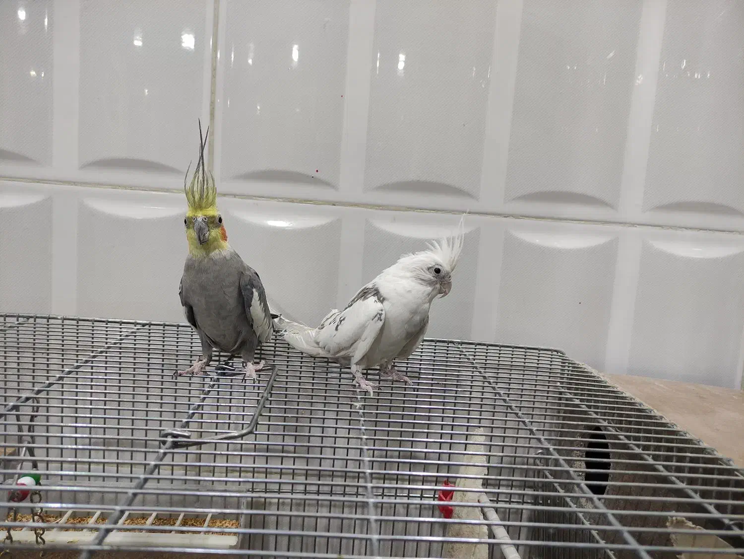 یک جفت عروس هلندی دستی|پرنده|شهرکرد, |دیوار