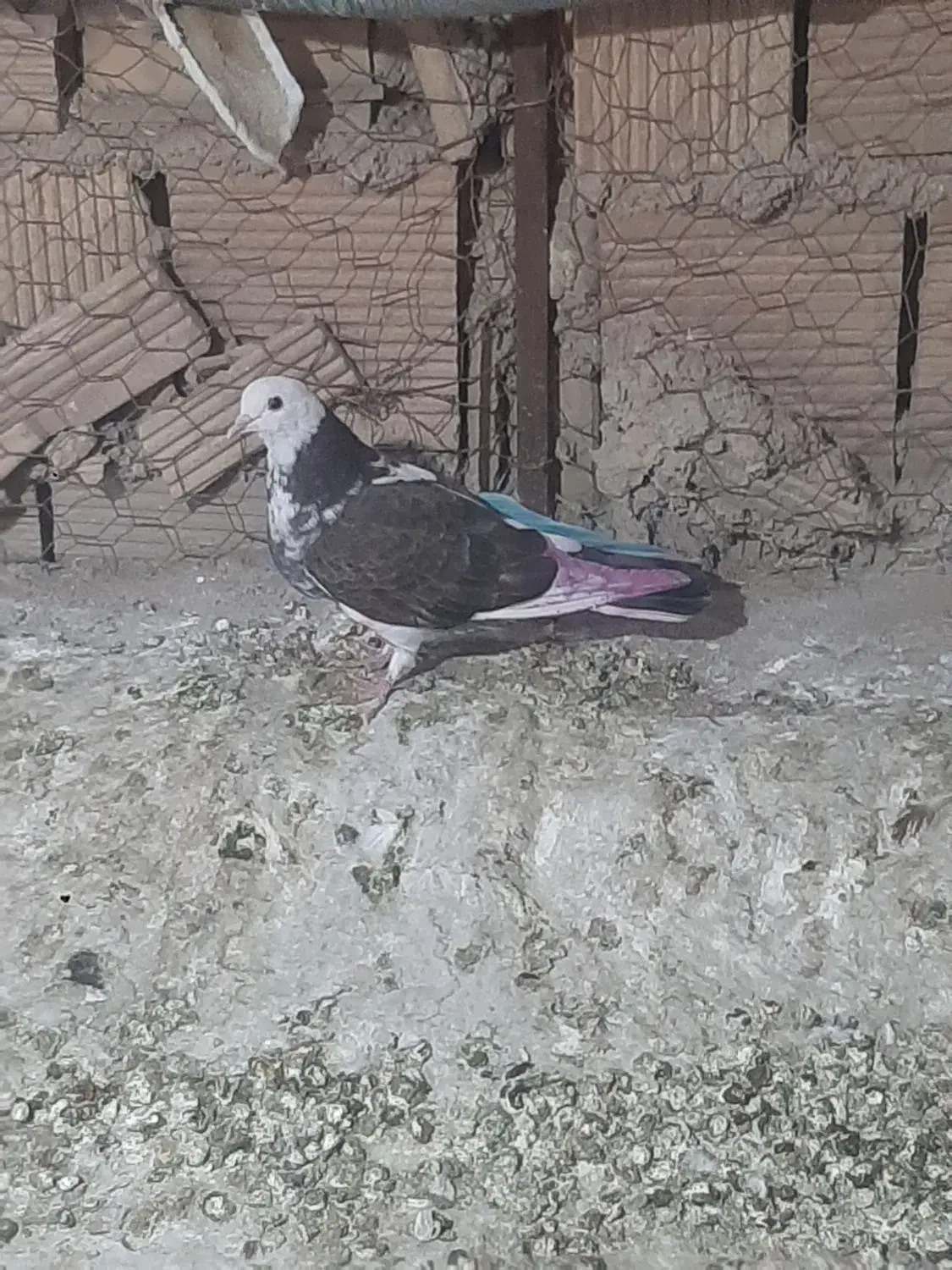 کفتر ۱۴۰|حیوانات|قدس, شهر‌قدس|دیوار