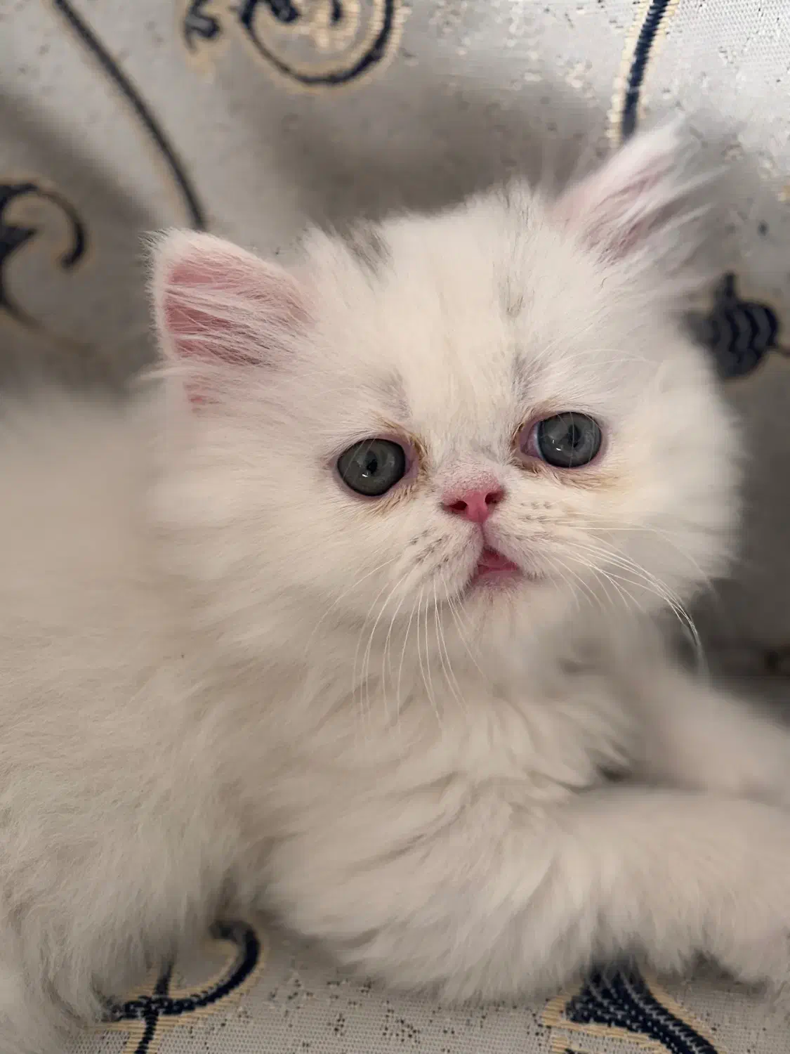 گربه پرشین|گربه|مشهد, جانباز|دیوار