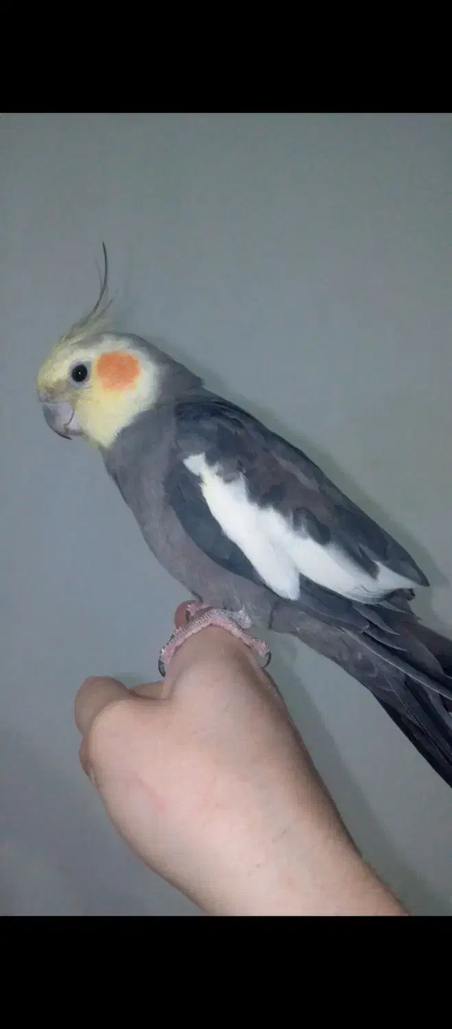 عروس هلندی|پرنده|گرمی, |دیوار