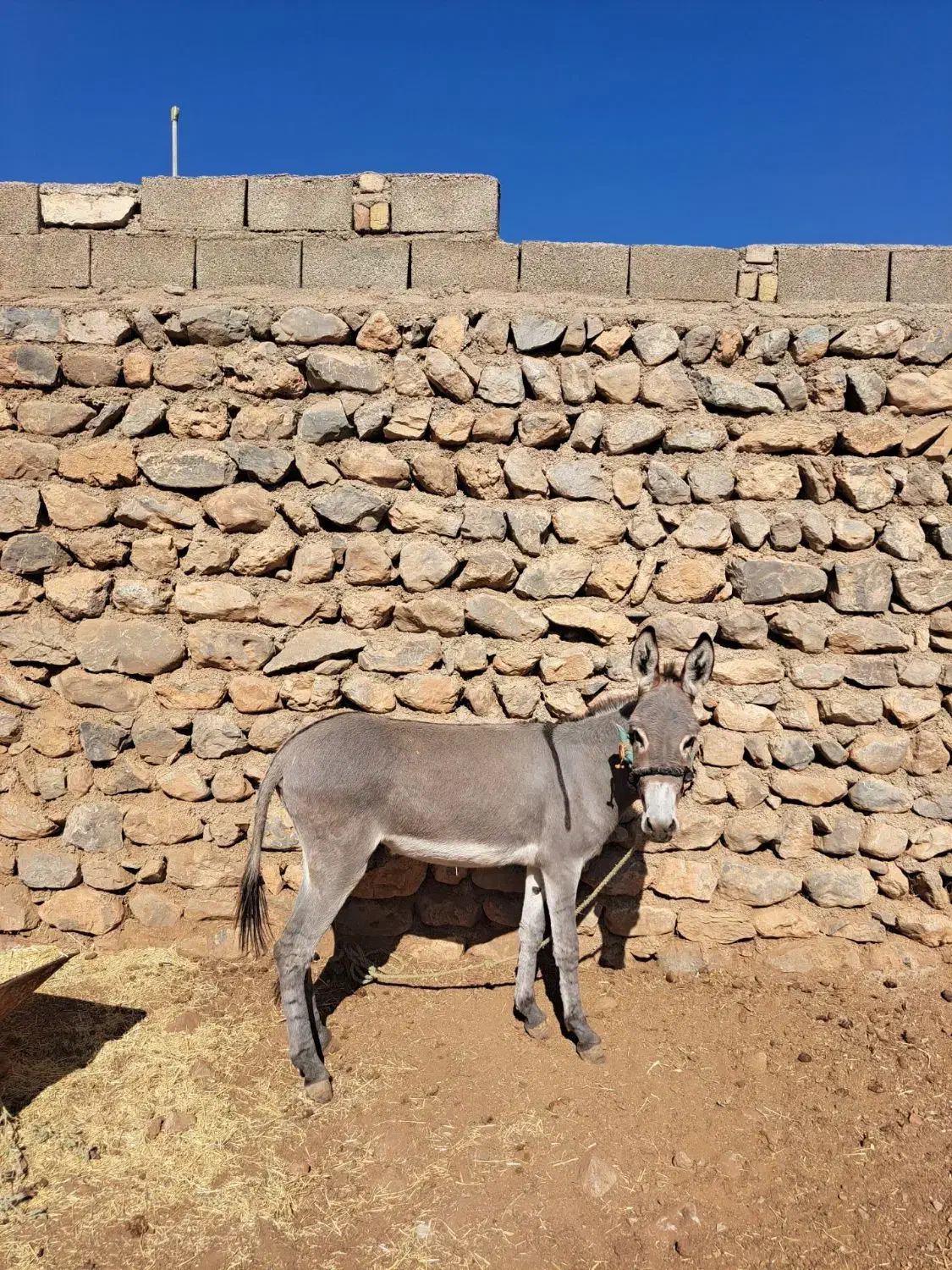 خر سرحال|حیوانات مزرعه|چگنی, |دیوار