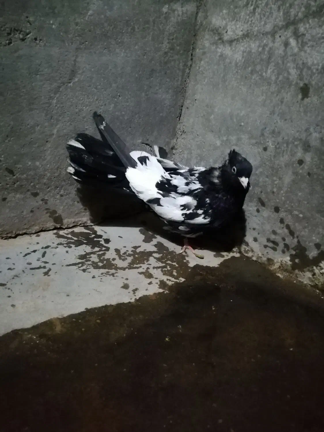 6تا کبوتر ماده|پرنده|مسجد سلیمان, |دیوار