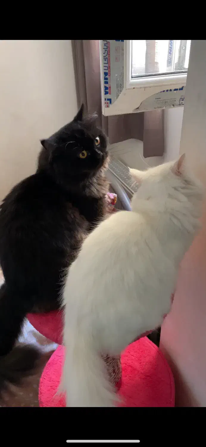 بچه گربه پرشین دال فیس|گربه|محمدشهر, شهرک پیام (مهرالبرز)|دیوار