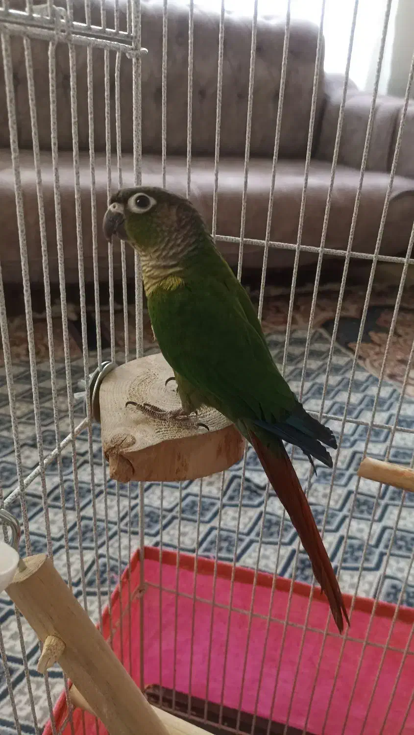 طوطی گرینچیک|پرنده|زنجان, |دیوار