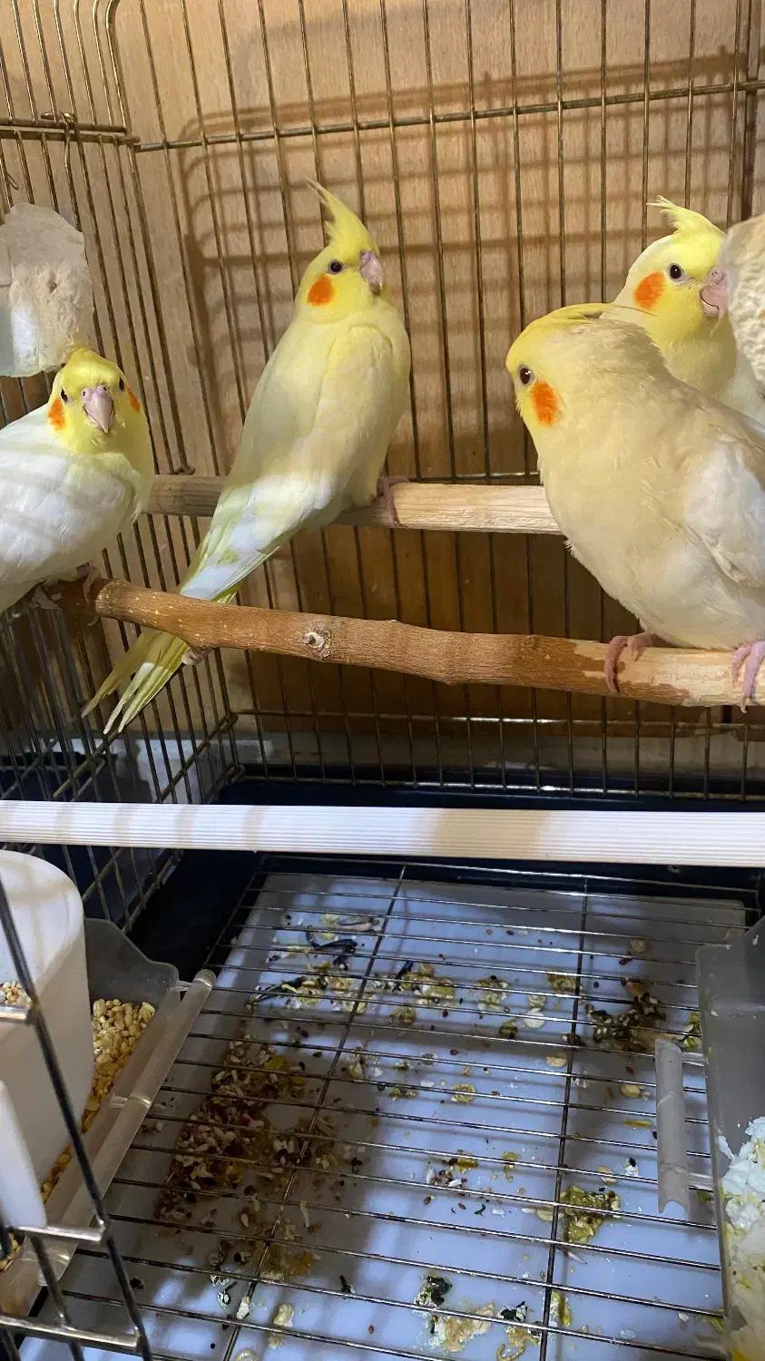 پرنده عروس هلندی|پرنده|شهرکرد, |دیوار