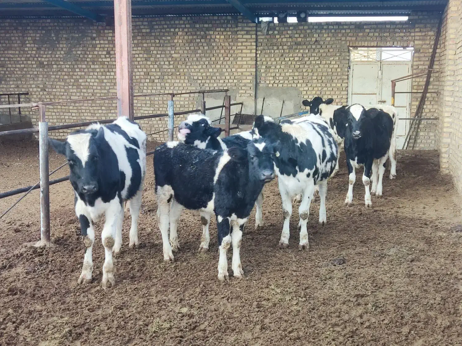 گوساله هلشتان نر و تلیسه|حیوانات مزرعه|رامند, |دیوار