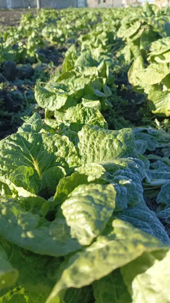 کاهوسفیدروغنی درجه یک|خوردنی و آشامیدنی|مینودشت, |دیوار