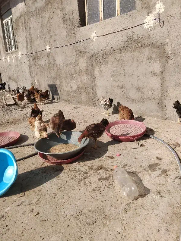 مرغ و خروس بالای 4ماه|حیوانات مزرعه|قنوات, |دیوار